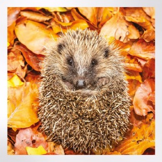 Woodland Trust cooler months notecards