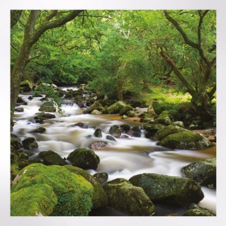 Woodland Trust notelets - woodland