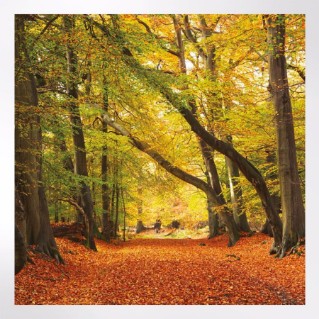 Woodland Trust notelets - woodland