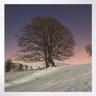 Woodland Trust notelets - woodland