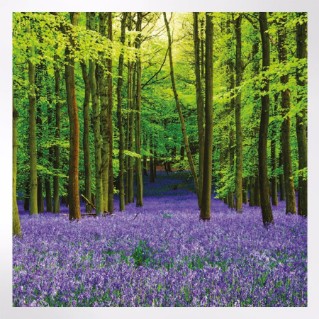 Woodland Trust notelets - woodland