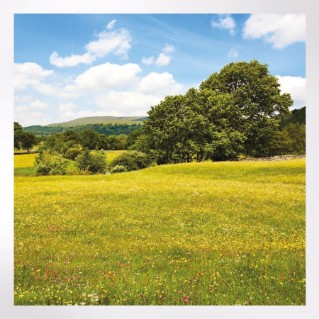 Woodland Trust notelets - woodland