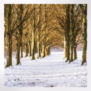 Woodland Trust notelets - woodland