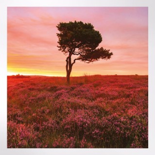 Woodland Trust notelets - woodland