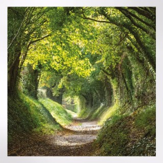 Woodland Trust notelets - woodland