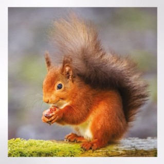 Woodland Trust notelets - woodland wildlife