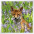 Woodland Trust notelets - woodland wildlife