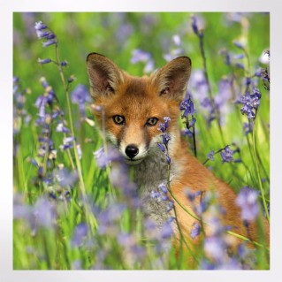 Woodland Trust notelets - woodland wildlife