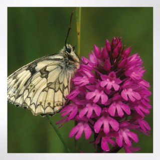 Woodland Trust notelets - woodland wildlife