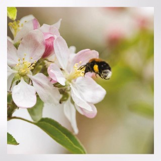 Woodland Trust notelets - woodland wildlife