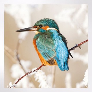 Woodland Trust notelets - woodland wildlife