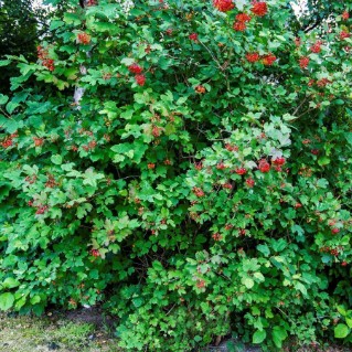 Guelder rose