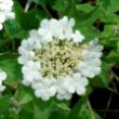 Guelder rose