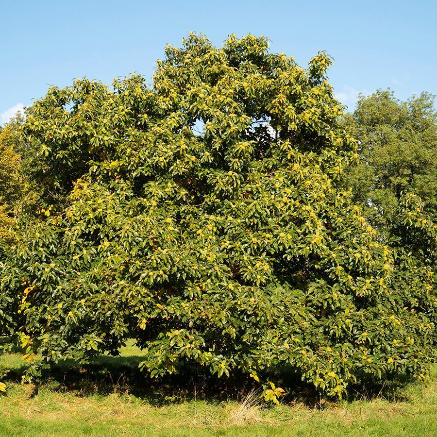 Buy sweet chestnut trees - Woodland Trust Shop | Woodland Trust Shop