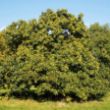 Sweet Chestnut Trees  (Castanea sativa)