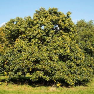 Sweet Chestnut Trees  (Castanea sativa)