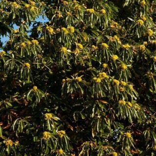 Sweet Chestnut Trees  (Castanea sativa)