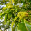 Sweet Chestnut Trees  (Castanea sativa)