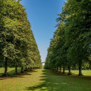 Large Leaved Lime tree
