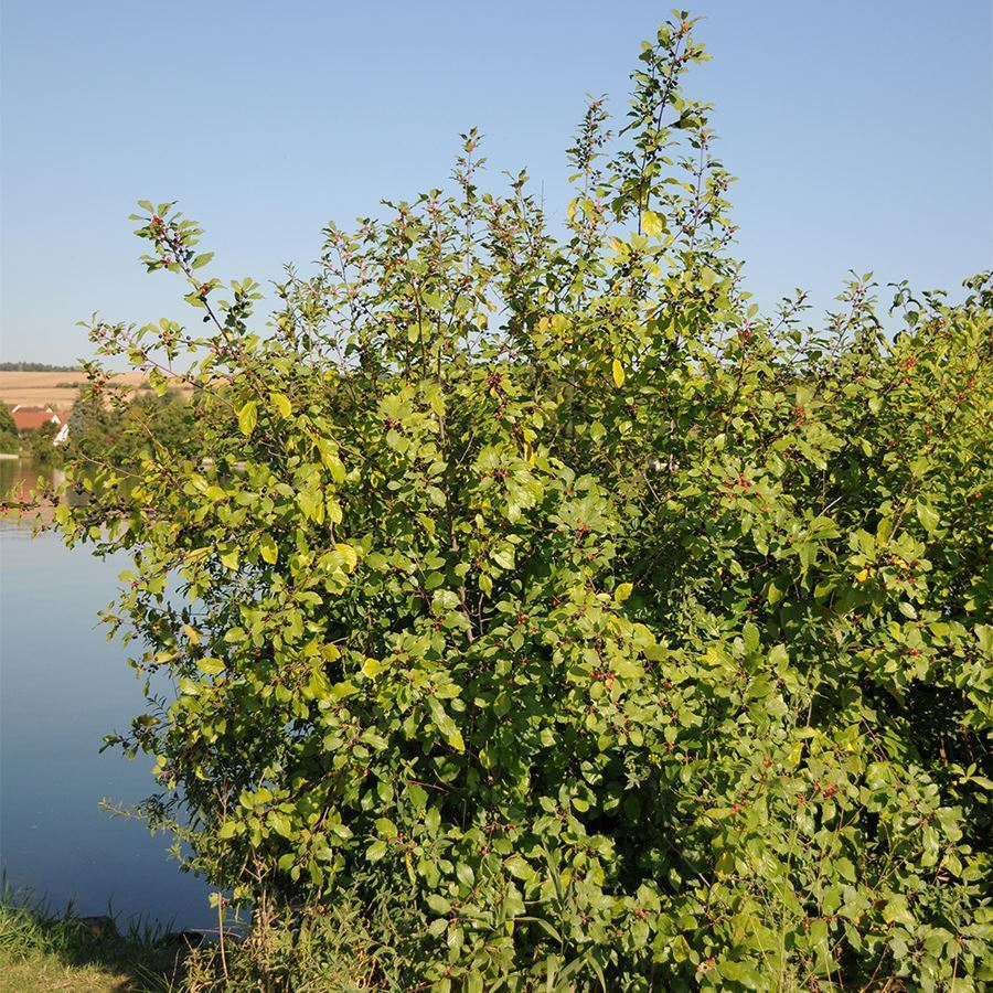 Buy alder buckthorn trees - Woodland Trust Shop | Woodland Trust Shop