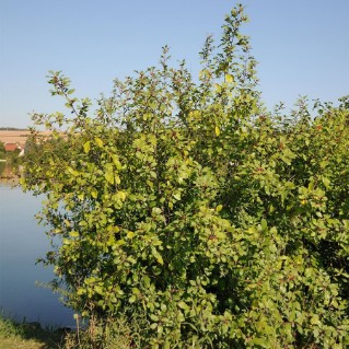 Alder Buckthorn Trees (Frangula alnus)