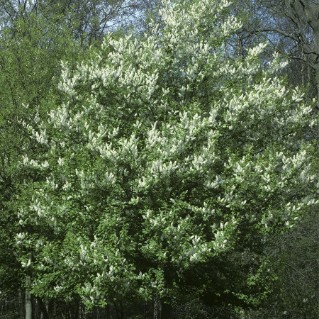 Bird Cherry (Prunus padus)