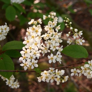 Bird Cherry (Prunus padus) - blossom