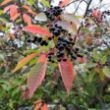 Bird Cherry (Prunus padus) - berries