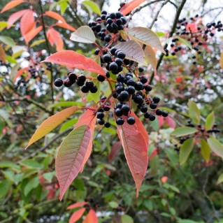 Bird Cherry (Prunus padus) - berries