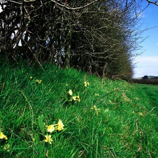 Picture of Hedge mixes