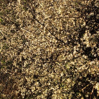 Picture of Hedge mixes