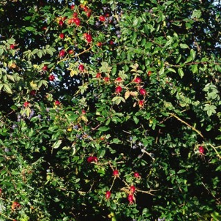 Picture of Hedge mixes