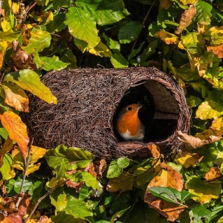 Woodland Trust Simon King robin nester lifestyle
