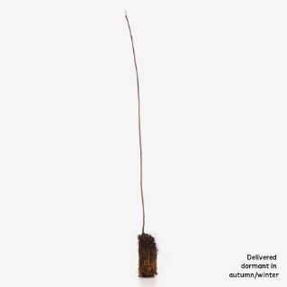 Single dormant alder buckthorn sapling