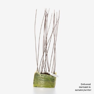 15 dormant alder buckthorn saplings