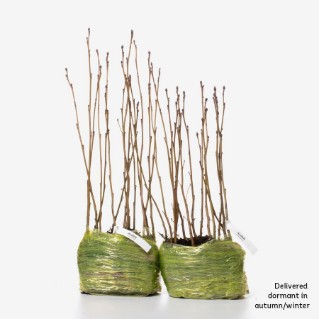 30 dormant alder saplings