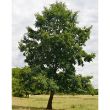 Fully grown alder tree