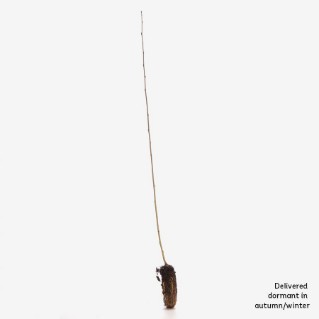 Dormant aspen sapling