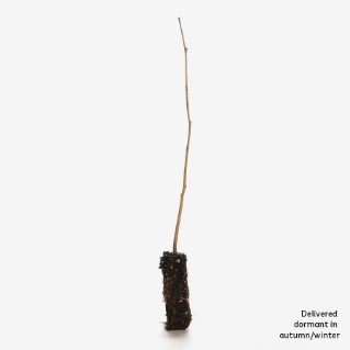 Single dormant hazel sapling