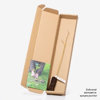 Dormant bay willow sapling in a box