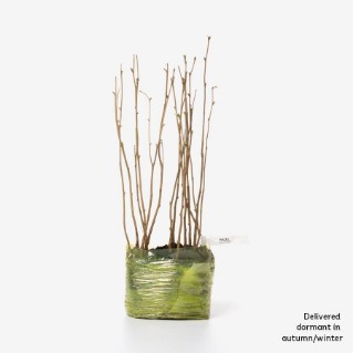 15 dormant hazel saplings