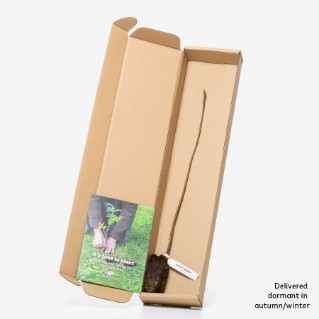 dormant bird cherry sapling in a box