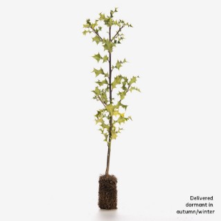 Single holly sapling