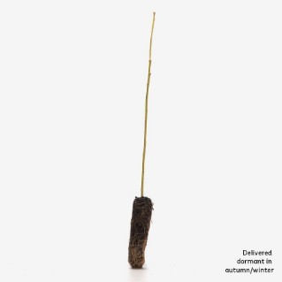 Dormant Common osier sapling