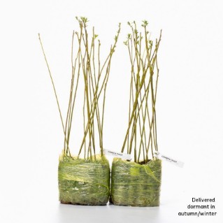 30 Dormant Common osier sapling