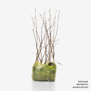 15 dormant hornbeam saplings