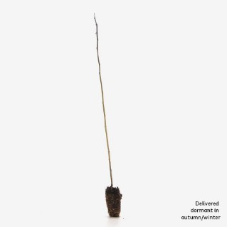 dormant crab apple sapling