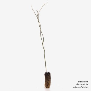 Dormant dog rose sapling