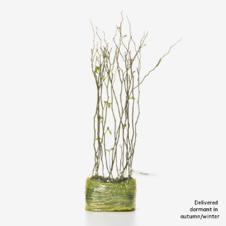 15 Dormant dog rose saplings