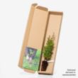 Single juniper sapling in a box